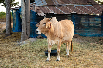 Cow in farmland agiculture concept.