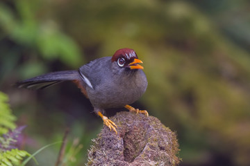 view of a beautiful bird in nature