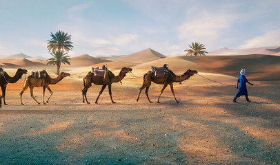 Berbères avec Dromadaires dans le désert du Sahara de Merzouga au Maroc