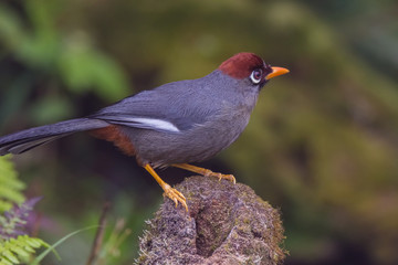 view of a beautiful bird in nature