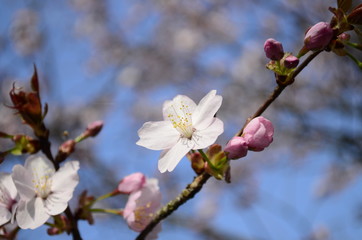 Cherry blossom close up. Selective focus and copy space. Spring sakura blossoms. Pink cherry blossom twig close up over blue bokeh background.