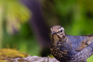 view of a beautiful bird in nature