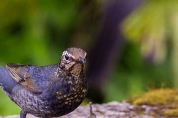 view of a beautiful bird in nature