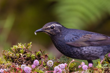 view of a beautiful bird in nature