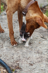 A little homeless sick kitten met a friend's dog. A dog saves an injured kitten from danger. Friendship of a cat and a dog.