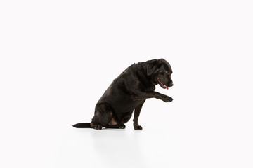 Friend. Black labrador retriever having fun. Cute playful dog or purebred pet looks playful and...