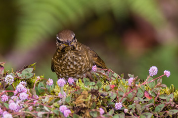 view of a beautiful bird in nature