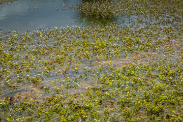 Obraz na płótnie Canvas a small swamp in which flowers bloom. flowers grow in the water.