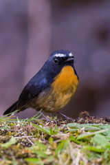 view of a beautiful bird in nature