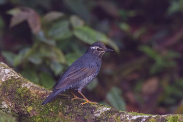 view of a beautiful bird in nature