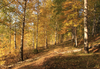 Fototapeta na wymiar On the slope of the hill, small birches are rarely located in the Golden decoration of autumn. The morning rays of the sun touch their branches