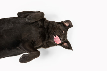 Obraz premium Crazy. Black labrador retriever having fun. Cute playful dog or purebred pet looks playful and cute isolated on white background. Concept of motion, action, movement, dogs and pets love. Copyspace.