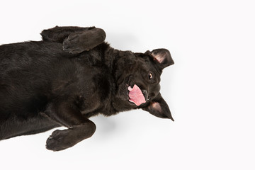 Crazy. Black labrador retriever having fun. Cute playful dog or purebred pet looks playful and cute isolated on white background. Concept of motion, action, movement, dogs and pets love. Copyspace.