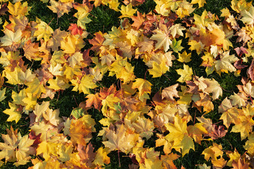 Yellow leaves on green grass - the start of autumn background