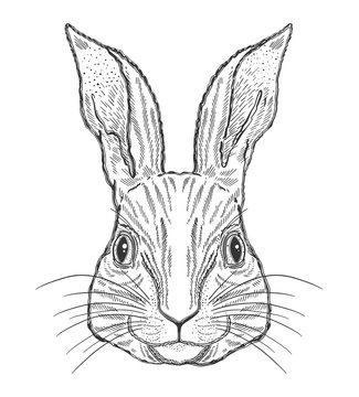 Rabbit animal magic drawing line.Black line in white background.Vintage style tattoo.