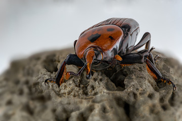 Rhynchophorus ferrugineus, beetle of the palms. Lethal for these