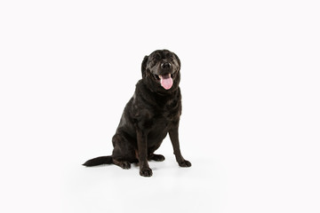 Lovely. Black labrador retriever having fun. Cute playful dog or purebred pet looks playful and...
