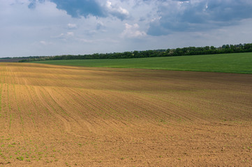 Fototapeta na wymiar Late spring landscape with wavy young sunflowers field next to wheat one in central Ukraine