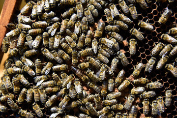 Roy bees on wax combs. Group of bees near a beehive. Bee honeycomb, Plank with honeycomb from the hive. Honey bee. Queen bee cocoon.   