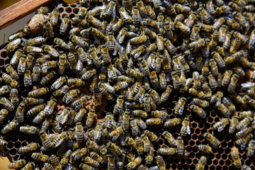 Roy bees on wax combs. Group of bees near a beehive. Bee honeycomb, Plank with honeycomb from the...