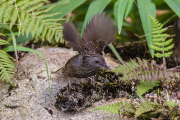 view of a beautiful bird in nature