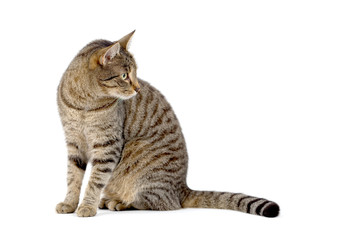 Adult tabby cat sitting isolated on white background