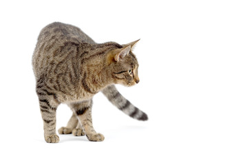 Adult tabby cat standing isolated on white background