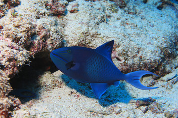 Red-toothed triggerfish