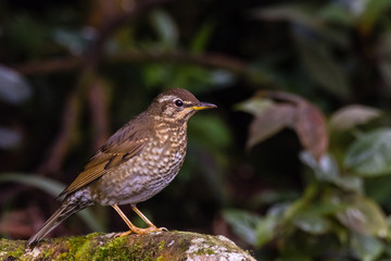 view of a beautiful bird in nature