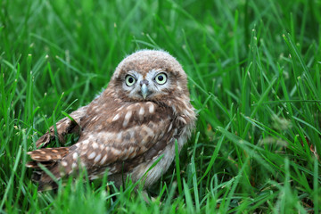 Owl Juvenile in the wild, close-up photos