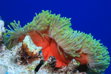 Magnificent sea anemone