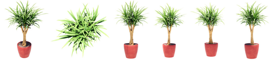 Set or collection of beautiful green interior plants isolated on white background. Concept or conceptual 3d illustration for nature and ecology, beauty and gardening, spring or summer