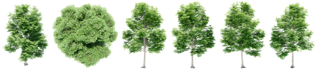 Set or collection of green elm trees isolated on white background. Concept or conceptual 3d illustration for nature, ecology and conservation, strength and endurance, force and life - obrazy, fototapety, plakaty