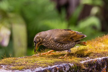 view of a beautiful bird in nature