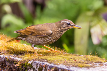 view of a beautiful bird in nature