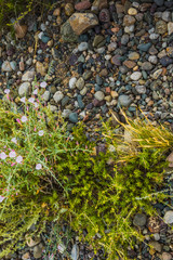 wild mountain plants in the middle of rocky soil