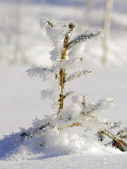 snow covered spruce tree with hoar frost on the needles on a sunny winter morning