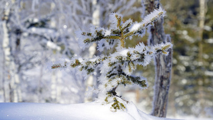 snow covered spruce tree with hoar frost on the needles on a sunny winter morning