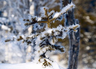 snow covered spruce tree with hoar frost on the needles on a sunny winter morning