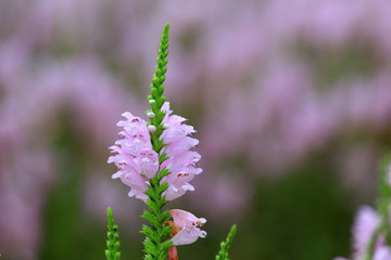 Labiatae perennial perennial perennial herbs