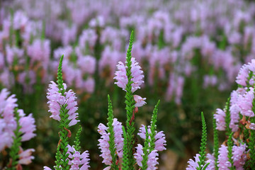 Labiatae perennial perennial perennial herbs