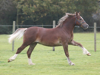Young Horse