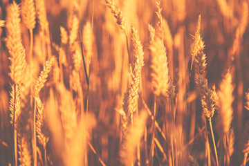 Gold yellow wheat field on the sunset. Close up nature photo. Harvest, agriculture, agronomy, industry concept.