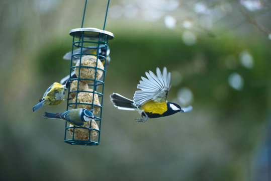 Kohlmeise und Blaumeisen am Meisenkn&ouml;del