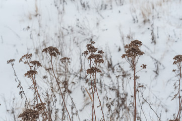 dry grass on a white background