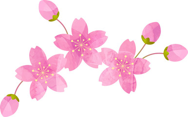 Naklejka premium Sakura