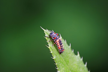 Ladybug larvae parasitized by mites on leaves, North China