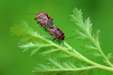 Stink bug on green leaves, North China