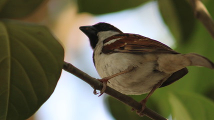 Bangladeshi Sparrow