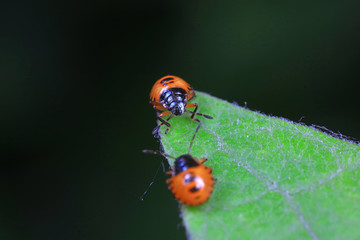 Stink bug on green leaves, North China